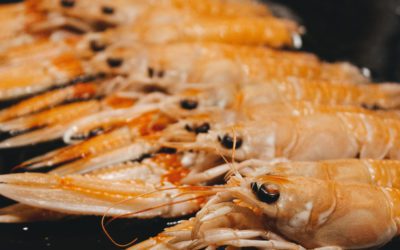 Do you like Seafood? Find out where the best seafood comes from!